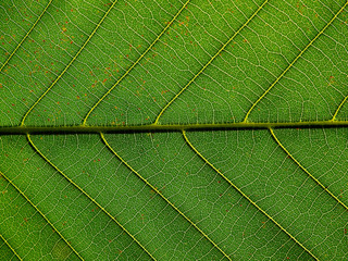 close up view green leaves texture