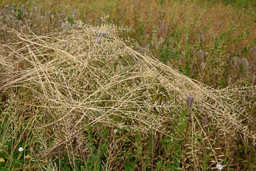 Natural background. Mown grass siderat dries under the rays of the summer sun close-up.