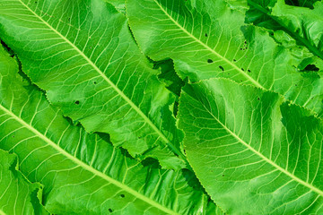 Natural background. Laid out on the plane of the stems and leaves of horseradish close-up.