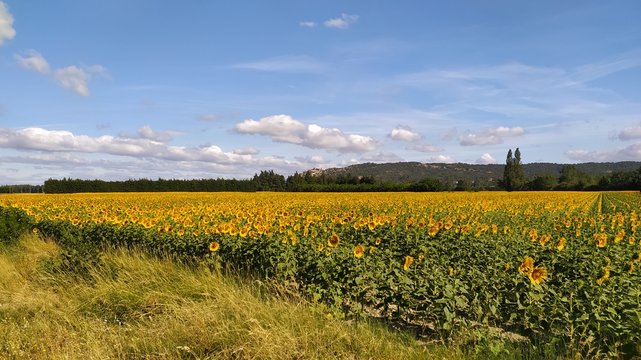 Champ de tournesols et forteresse m&eacute;di&eacute;vale de Mornas (Provence) au loin