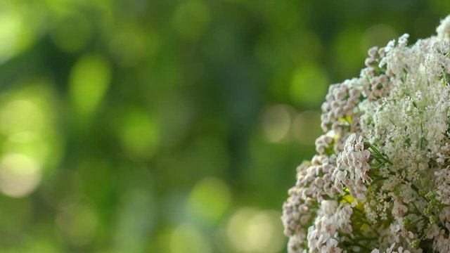 Beautiful abstract romantic green natural video background with bunch of white fresh field flowers in corner of frame.