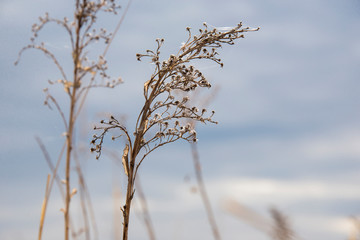 Old dried up flowers at the end of the season