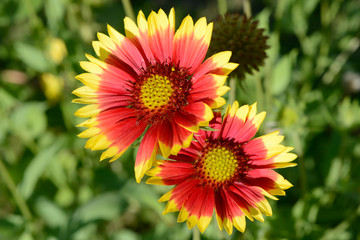 colorful gaillardia growing in the garden