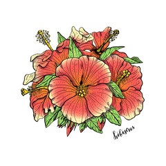 Hand drawn red hibiscus flowers arrangement. Floral design element. Isolated on white background. Vector illustration.