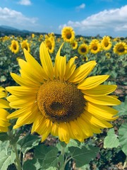Obraz premium field of sunflowers