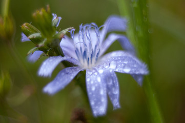 Purple chicory flower cornflowers in dew of fresh green meadows