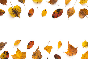 Autumn Colored Leaves On White Background