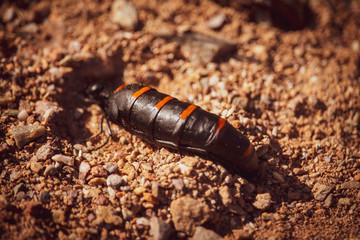 Escarabajo