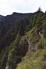 Fototapeta na wymiar pine forest in rocky mountains