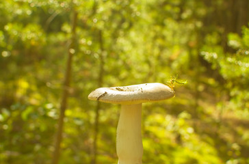 mushroom close-up in the summer forest.