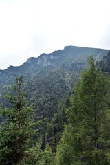 pine forest in rocky mountains