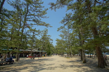Avenue of pines of Amanohashidate in Kyoto, Japan