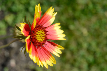 colorful gaillardia growing in the garden