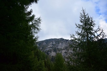 Obraz na płótnie Canvas pine forest in rocky mountains