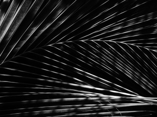 Obraz premium black and white coconut leaf with light and shadow