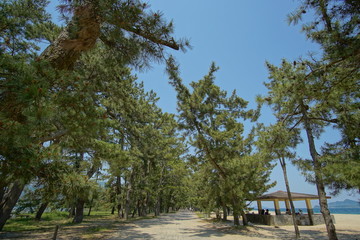 Avenue of pines of Amanohashidate in Kyoto, Japan