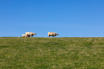 Schaf