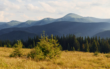 Fototapeta premium Cute young couple. Majestic Carpathian Mountains. Beautiful landscape of untouched nature