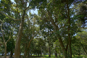 Avenue of pines of Amanohashidate in Kyoto, Japan