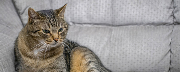 sleepy tabby cat sitting on a sofa