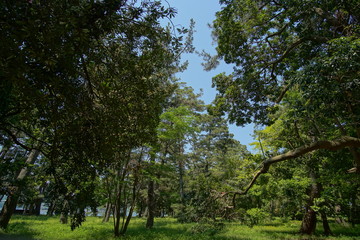 Fototapeta premium Avenue of pines of Amanohashidate in Kyoto, Japan