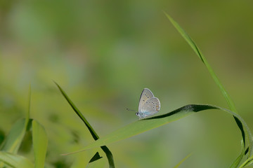 butterfly on grass