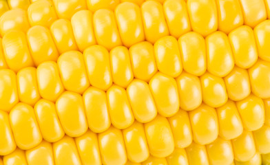 Close-up of fresh sweet corn as a background.