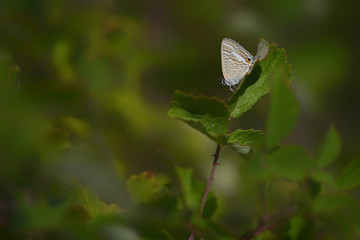 butterfly on a leaf