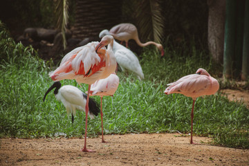 flamingo in the zoo