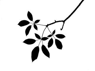 silhouette leaf of tree on white background