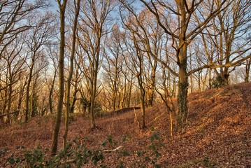 Fototapeta na wymiar Bare autumn woodland trees
