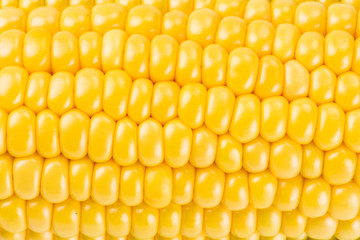 Close-up of fresh sweet corn with bright background.