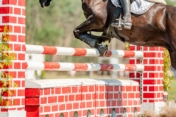 Horse detail from showjumping competition in summer. Close-up detail of horse movement.