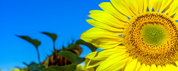 Close-up of sun flower against a blue sky