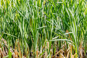 Fototapeta premium Horizontal texture of green grass reeds is by a pond in summer