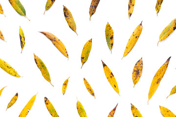 Autumn Leaves On White Background - 371197243