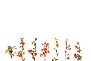 Autumn Colored Twigs On White Background - 371197291