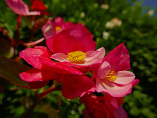 allegri e colorati fiori di begonia fioriti in estate