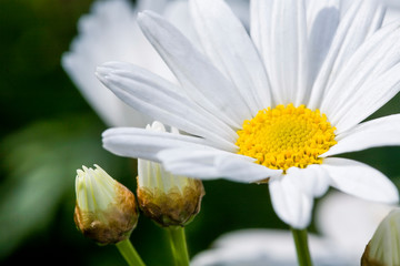 Fototapeta premium Cosmos flowers on nature, outdoor garden.