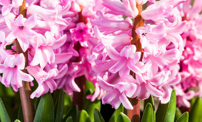 Close-up view of Blooming pink hyacinths in the outdoor garden.