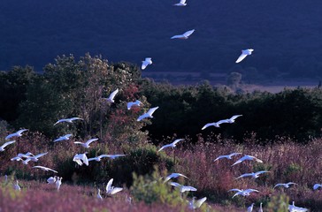 Maremma landscape, Tuscany. White herons in flight.