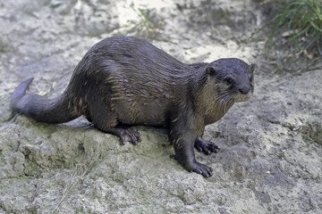 Obraz premium Loutre cendrée d'asie