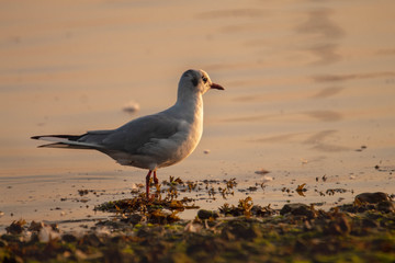 black headed gull in a pond