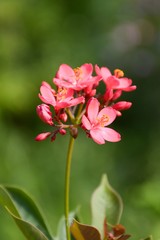 Fototapeta na wymiar Jatropha integerrima flower in nature garden