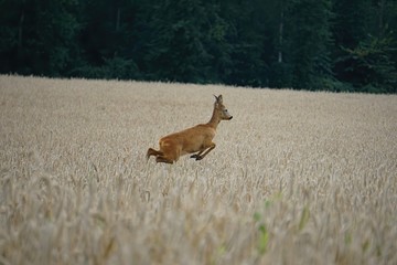 A roe deer with antlers in a rut looks and jump out of a  cereal field during summer