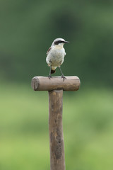 European bird Northern wheatear, Oenanthe oenanthe standing on a fork handle in a garden, Estonia. 