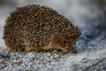 hedgehog on the ground