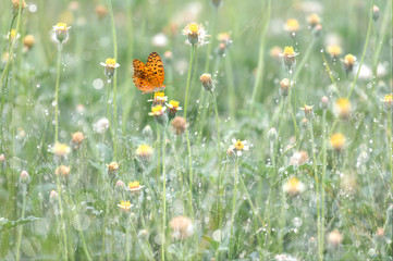 Butterflies on the flowers are against the backdrop of grasses with water droplets or dew with blurred bokeh.