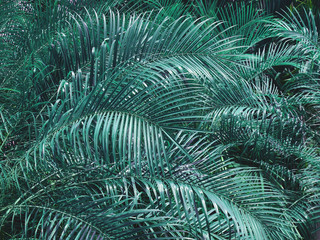 tropical blue coconut leaf, vintage color tone