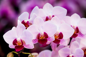 Naklejka na ściany i meble Close-up of moth orchid flowers with blurred background